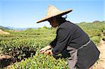 Farmer picking tea leaves at tea fields at Xingcun Star village, Wuyi mountains, Fujian, China