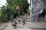 Goose rearing at Fuhe village, Kaiping, Guangdong Province, China