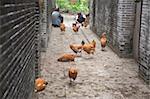Chickens at alley between houses at Majianglong village, Kaiping, China
