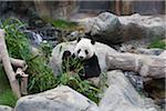 Aventure panda géant à Ocean Park, Hong Kong