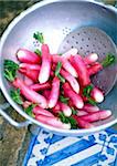 Pink radishes in colander