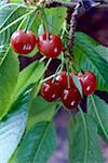 branch with cherries