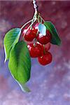 Cherries