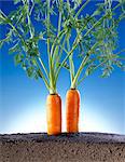 carrots in soil