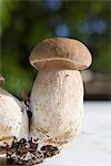 Porcini mushrooms