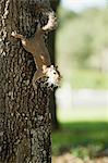 Écureuil sur arbre d'escalade