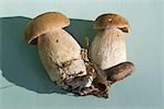 Porcini mushrooms (Boletus edulis)