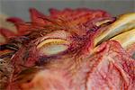 Dead chicken, close-up of head