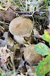 Porcini mushrooms growing in soil