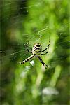 Wasp spider (argiope bruennichi)