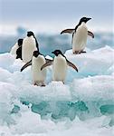 Adélie Penguins on ice and snow at Brown Bluff   a flat-topped extinct volcano on the Antarctic Peninsula s northeastern tip.