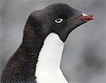 An Adélie Penguin at Brown Bluff   a flat-topped extinct volcano on the Antarctic Peninsula s northeastern tip.