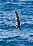 Un Albatros à sourcils noirs en vol. Ces oiseaux est répandus dans les mers du Sud. Un seul oeuf est éclos chaque année.