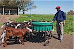 Calves being fed milk using a large plastic drum with numerous rubber teets, Estancia El Choique Viejo, Argentina