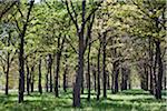 Une plantation de chênes sur Estancia San Miguel.