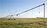 Irrigating wheat on Estancia San Miguel.