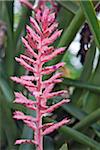 The beautiful flower of the epiphyte Aechmea distichantha.