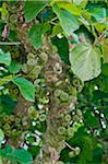 Wild figs grow in profusion on a tree in the rainforest of Iguazu National Park, a World Heritage Site.