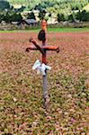 Phallus en bois sont utilisés dans les champs cultivés comme un épouvantail lorsque les cultures commencent à germer et aussi comme un symbole de fertilité, comme on le voit ici dans un champ de sarrasin dans la vallée de connan.