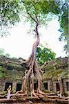 Cambodia, Angkor, Siem Reap, Ta Prohm Temple, Woman exploring, Wide view