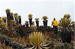 South America, Colombia, Salento, Los Nevados National Park, hiker walking in Frailejone plants