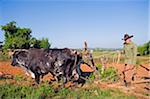 The Caribbean, West Indies, Cuba, Vinales Valley, Unesco World Heritage Site, farmer ploughing a field with oxen