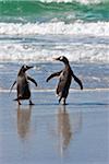 Gentoo Penguins waddle towards the surf of a beach on Saunders Island as if in animated discussion.