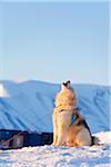 Grönland, Ostgrönland, Ittoqqortoormiit. Ein Grönlandhund heult in Zufriedenheit, wie die Sonne in Ittoqqortoormiit untergeht. Scoresbysund, ist es auch die entlegensten bewohnten Ort in der westlichen Welt.