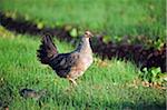 The Caribbean, Haiti, Port of Prince, Kenscoff mountains, chicken and chick