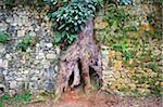 The Caribbean, Haiti, Port of Prince, Kenscoff mountains, a tree trunk growing in a wall