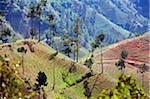 The Caribbean, Haiti, Port of Prince, farmland on Kenscoff mountains