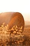 Italy, Tuscany, Siena district, Orcia Valley, countryside, close up of a bale