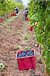 Italy, Umbria, Terni district, Giove, Grape harvest.