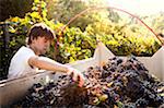 Italy, Umbria, Terni district, Castelviscardo. Grape harvest.