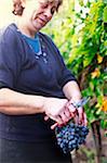 Italy, Umbria, Terni district, Giove, Grape harvest in Sandonna winery