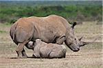 Un veau grand rhinocéros blanc tète sa mère en Ranch jeu Solio.