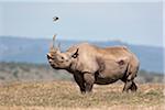 Un rhinocéros noir mâle renifle l'air pour une femme comme une hirondelle vole au-dessus.