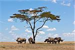 Towards mid-day, white rhinos gather around the shade of an acacia tree to slumber.