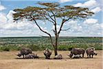 Towards mid-day, white rhinos gather around the shade of an acacia tree to slumber.