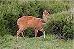 A female bushbuck on the moorlands of the Aberdare Mountains of Central Kenya.