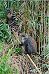 Sykes monkeys in the Aberdare Mountains of Central Kenya.