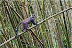 Un jeune singe Sykes dans la forêt de bambous des montagnes Aberdare.