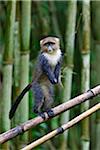 Un jeune singe Sykes en équilibre sur le bambou dans les montagnes Aberdare du centre du Kenya.