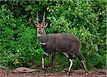 A male bushbuck in a forest glade of the Aberdare Mountains.