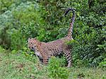 A male leopard marks its territory in the Aberdare National Park.