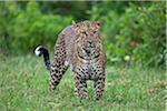 A male leopard in the Aberdare National Park.