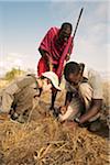 Garçon avec guides Maasai à la recherche d'araignées babouin Elerai Conservancy, près de Parc National d'Amboseli, Kenya. La tarentule peut être attiré loin de leur terrier en grattant une tige d'herbe sur le terrain, imitant le bruit du passage de proies, comme les grillons et les coléoptères.