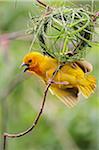 Eastern golden weaver (male) displaying beneath its half-built nest of grass stems, Diani Beach Kenya.