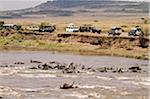 Safari vehicles lined up at a Mara River crossing to witness the Great Migration, Masai Mara, Kenya. Several drowned wildebeest can be seen in the forground   victims from earlier crossings.