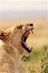 Portrait of a lioness yawning, Marsh Pride, Masai Mara National Reserve, Kenya.